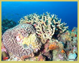 Sharks are common in the waters surrounding Aldabra Atoll (Seychelles)