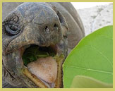 The red-headed fody is one of five species of bird endemic to the Aldabra Atoll (Seychelles)