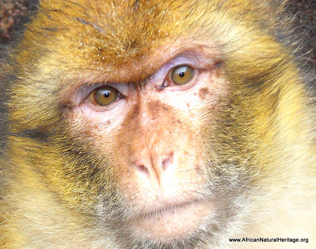 Barbary macaque in the Atlas Mountains