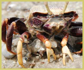 The extensive mud flats at Banc D'Arguin National Park world hertiage site on the Mauritanian coast are the remnants of a huge river delta draining from what is now the Sahara Desert in ancient times. The mud flats are inhabited by many species of crabs, as well as overwintering wading birds of the East Atlantic Flyway