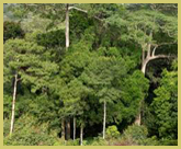 Towering trees at the edge of Dja Faunal Reserve (Cameroon), one of the UNESCO natural world heritage sites in Africa’s tropical rainforest biome