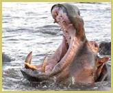 The wide yawn of a hippo in Garamba National Park world heritage site, DR Congo