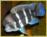 One of several hundred species of fish found only in Lake Tanganyika, this Cyphotilapia frontosa has evolved into a variety of colour morphs at different locations around the lake