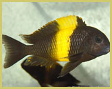 Tropheus moorii is one of Lake Tanganyika's endemic species of cichlid fish, exhibiting more than 25 distinct geographically-isolated colour forms at different localities around the lake