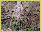 Strangler fig tree growing in the ancient walls at the Ruins of Loropeni UNESCO world heritage site (Burkina Faso)