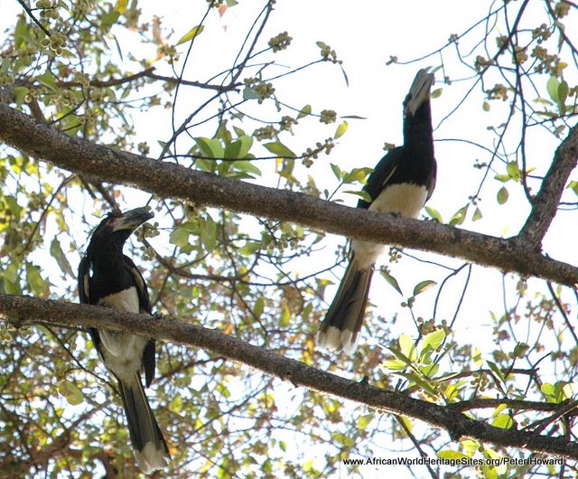 Trumpeter hornbills live in the rainforest that is sustained by the plume of spray from Victoria Falls