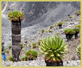 Giant Senecio in the Afro-alpine zone of Mount Kenya National Park world heritage site, Kenya