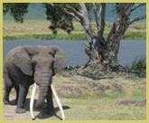 An old bull elephant with massive tusks within the Ngorongoro Crater at the core of the Ngorongoro Conservation Area, Tanzania