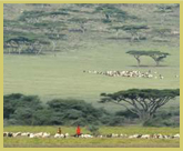 Pastoralist Maasai practise their traditional lifestyle alongside herds of wildlife in the Ngorongoro Conservation Area world heritage site, Tanzania