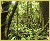 Twisted lianes cling to the giant rainforest trees in the Okapi Wildlife Reserve world heritage site in the Democratic Republic of Congo