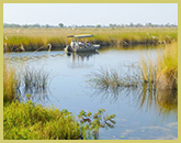 A small tourist launch moving along one of the smaller channels in Moremi Game Reserve, part of the Okavango Delta world heritage site (Botswana)