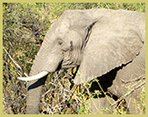 Elephants are a 'keystone' species in the Okavango Delta world heritage site