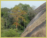 Mount Nienokoue is a massive granite inselberg which towers over the forest canopy in the Tai Forest National Park world heritage site, Ivory Coast