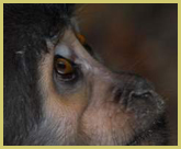 The sooty mangabey is one of the Upper Guinea forest endemic primates which is the subject of research at the Tai Forest National Park world heritage site, Ivory Coast