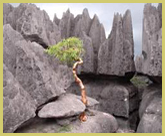 Extraordinary limestone pinnacles and natural rock sculptures create unique karst scenery in the Tsingy de Bemaraha Strict Nature Reserve world heritage site, Madagascar