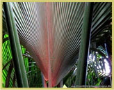 The most extraordinary feature of the Vallee de Mai Nature Reserve is a forest of ‘Coco de Mer' palms which produce the largest seed of any plant in the world.