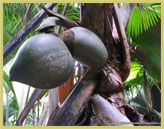 View across the Vallee de Mai Nature Reserve and Praslin National Park (Seychelles)