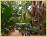 The Vallee de Mai Nature Reserve is the only place where 6 species of palm tree endemic to the Seychelles Islands are found together