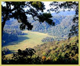 Mubwindi swamp in the heart of Bwindi Impenetrable forest world heritage site provides habitat for Grauer's rush warbler, while the surrounding forest supports 8 other globally threatened species