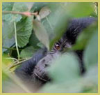 Mountain gorilla in Bwindi Impenetrable National Park (Uganda), one of the UNESCO natural world heritage sites in Africa’s Great Rift Valley