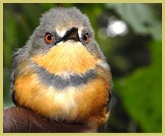 The Rwenzori Apalis is one of 22 Albertine Rift endemic birds which occurs in the Bwindi Impenetrable Forest National Park world heritage site, Uganda