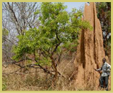 Large termitaria are a striking feature of the Comoe National Park world heritage site in the Guinea woodlands of northern Ivory Coast