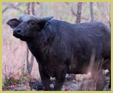 Buffalo populations in Comoe National Park world heritage site have been decimated by poaching associated with the recent civil conflict in Ivory Coast 