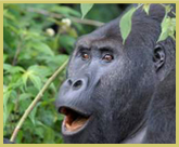 The eastern lowland gorilla is a major tourist attraction for visitors to the Kahuzi-Biega National park world heritage site (in the Democratic Republic of Congo)