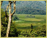 A highland swamp in the Kahuzi-Biega National park world heritage site (Democratic Republic of Congo) provides habitat for numerous endemic species known only from the Albertine Rift region of central Africa