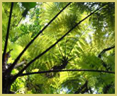 Tree ferns are typically found along streams and gorges in the Kahuzi-Biega National park world heritage site (in the Democratic Republic of Congo)