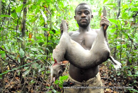 Hunting has become commercialised through much of the Congo Basin and West Africa, and world heritage sites in the region have been badly affected