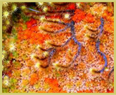 Multi-coloured mosses in the Afro-alpine zone of the Rwenzori mountains National Park world heritage site, Uganda