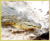 An enormous Nile crocodile slides down the sandy bank of the Rufiji river in the The Selous Game Reserve world heritage site (Tanzania)