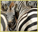 Zebras on migration in Serengeti National Park (Tanzania), one of the UNESCO natural world heritage sites in Africa’s grassland savanna biome