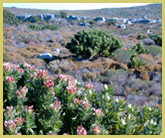 Fynbos vegetation, with almost 9,000 species of plants including a high proportion of endemic species, varies in composition across the 8 parks and reserves which make up the Cape Floral Region Protected Areas world heritage site, South Africa 