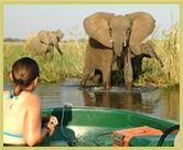 Close encounters with elephant and other wildlife are common in the Mana Pools National Park world heritage site, Zimbabwe