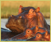 Hippos in the Zambezi, Mana Pools National Park world heritage site, Zimbabwe