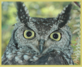 Eagle owl at Mana Pools National Park world heritage site, Zimbabwe