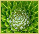 Giant lobelia forming a cup of 'anti-freeze' to protect its growing tip in the Afro-alpine zone of Mount Kenya National Park world heritage site, Kenya 