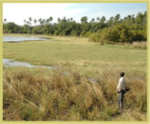 Old ox-bow lakes and seasonally flooded areas close to the Gambia river provide important dry season grazing for wildlife in the Niokolo-Koba National Park world heritage site in Senegal