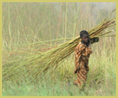 Local people harvest a wide range of plant materials in the areas bordering the W National Park world heritage site (Niger)