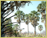 Borassas palms are common along the banks of the Niger River in W National Park world heritage site (Niger)