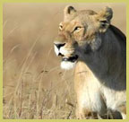 Lions follow the migration of grazing animals through Serengeti and Ngorongoro (Tanzania), two of the UNESCO natural world heritage sites in Africa’s grassland savanna biome