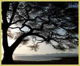 View across Lake Turkana to South Island National Park, part of the world heritage site in northern Kenya