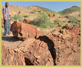 Fossilised tree trunk, lying exposed in Sibiloi National Park, part of the world heritage site in Kenya.  Nearby, at Kobi Fora a diverse range of hominid and other mammalian fossils have been unearthed.