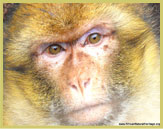 Barbary macaques are amongst the most iconic animals of the Atlas mountain range