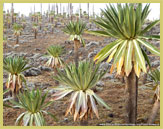 Giant Lobelias are a characteristic species of the Afro-alpine habitat above 3500m in Bale Mountains National Park (Ethiopia)