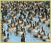 White-faced tree ducks are one of the top four species of Palaearctic migrant birds that overwinter at the Djoudj national bird sanctuary world heritage site.  Together with ruff, garganey and pintail, more than half a million birds of these four species overwinter here. 