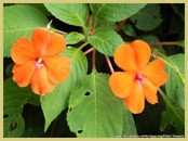 The Eastern Arc forests support a great diversity of endemic plants, including species of impatiens (shown here) and African violets known to horticulturalists around the world