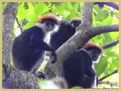 Several species of recently-discovered primate, such as these Udzungwa red colobus monkeys, are known only from isolated forests along the Eastern Arc chain of mountains in Tanzania